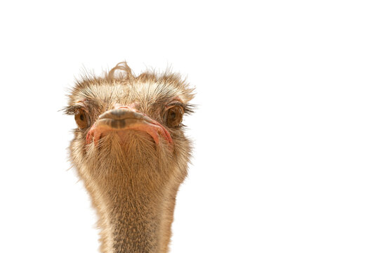 A close-up front-view portrait of an ostrich isolated against a transparent background.