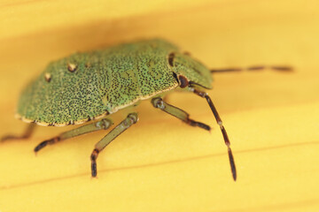 Obraz premium green stink bug, small bug, macro photo
