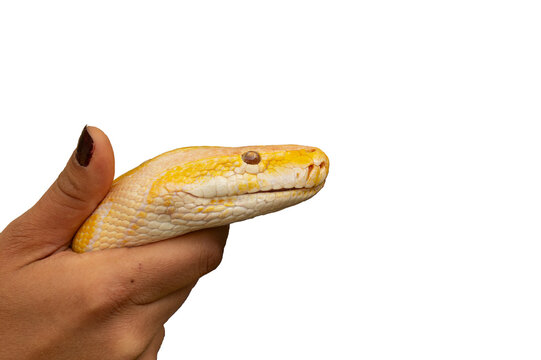 The head of an albino yellow python, isolated and held in the hand on a transparent background.