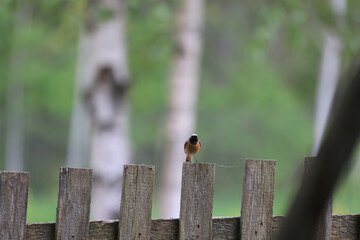 Obraz premium Redstart is a small bird in the wild. Bird watching.