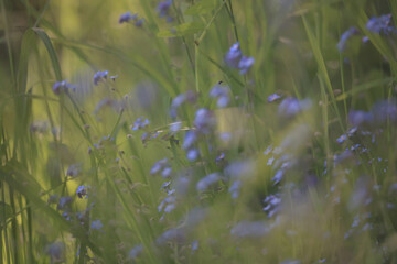 Obraz premium Forget-me-nots are delicate wild flowers, blue natural flowers in the forest