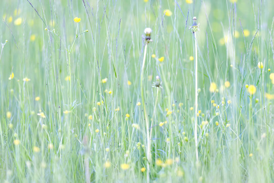 Light green background, summer field grass, eco natural abstract background softcolor gradient
