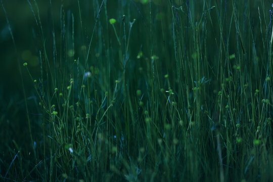 Dark green background nature, grass and eco concept abstract photo background
