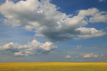 Obraz premium Sky over yellow field, background landscape agriculture summer view