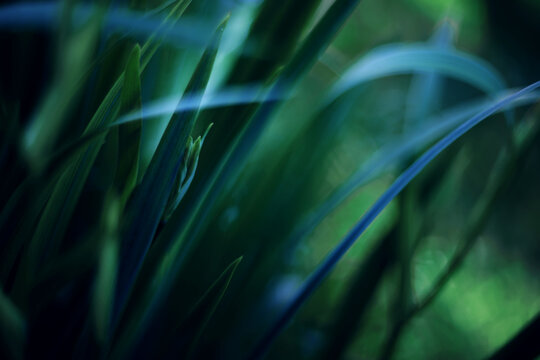 Dark green background nature, grass and eco concept abstract photo background