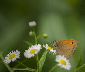 Different species of butterflies  © Emi