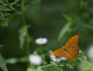 Different species of butterflies  © Emi