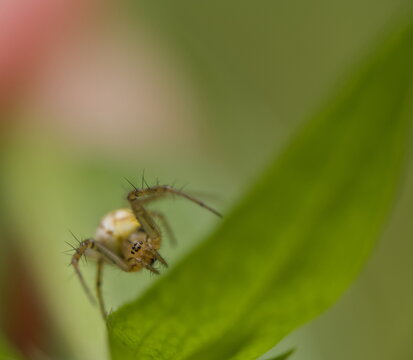 Spider of different species photographed in different poses  