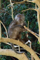 Wild monkey in Tonsai Bay, Koh Phi Phi, Thailand, surrounded by the tropical landscape of the Phi Phi Islands. © ClearPix Media