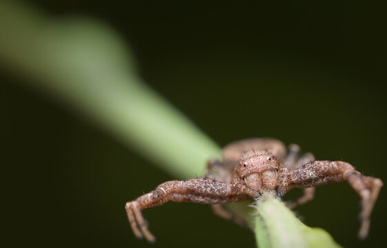 Spider of different species photographed in different poses  