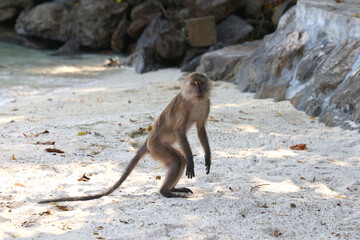 Wild monkey in Tonsai Bay, Koh Phi Phi, Thailand, surrounded by the tropical landscape of the Phi Phi Islands. © ClearPix Media