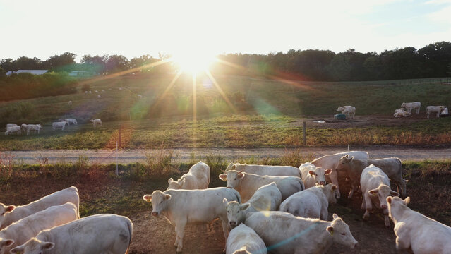 Aerial view of a herd of white cattle grazing in a rural pasture at sunset with rolling hills and lens flare in Yanceyville, North Carolina, United States.