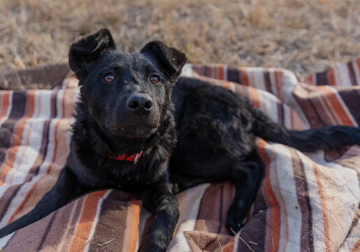 Cute black dog sitting on a striped blanket during an outdoor walk.