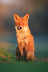 Obraz premium Wild red fox vulpes vulpes during sunset