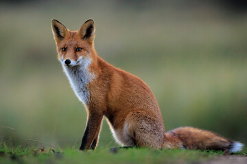 Obraz premium Wild red fox, vulpes vulpes, foraging in a meadow