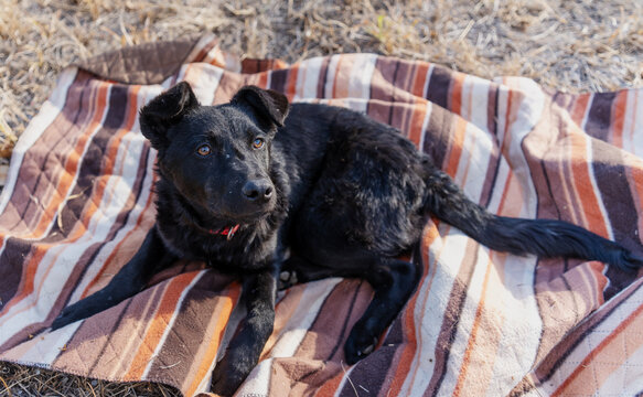 Cute black dog sitting on a striped blanket during an outdoor walk.