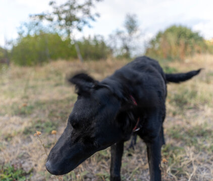Dynamic soft focus action shot of a black dog shaking its head during a walk.