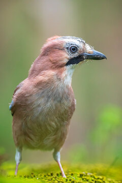 Eurasian jay, Garrulus glandarius, bird close-up