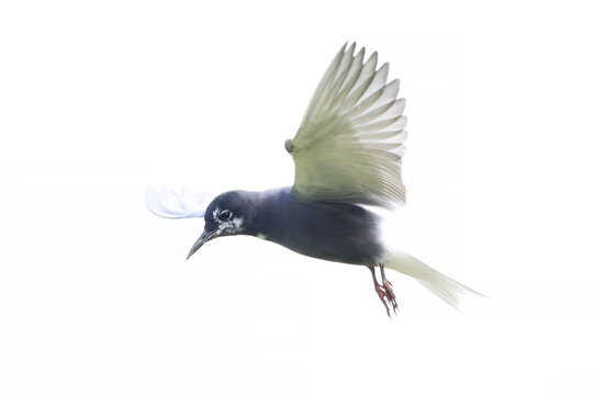 Black tern, Chlidonias niger, in flight hunting high key photo technique used
