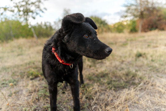 Close up portrait of a beautiful black dog wearing a red collar outdoors.