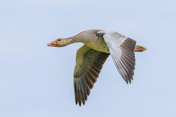 Greylag goose, Anser Anser, in flight migrating © Sander Meertins