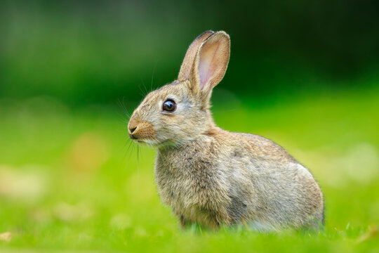 European Rabbit, Oryctolagus cuniculus, foraging in grass