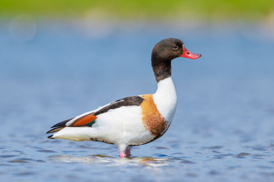 Common shelduck, tadorna tadorna, foraging in water
