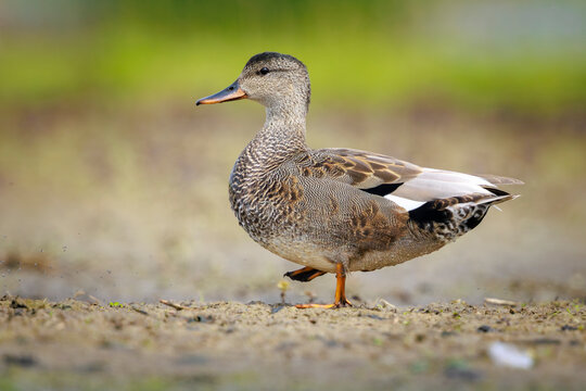 Foraging gadwall, Mareca strepera, duck, portrait
