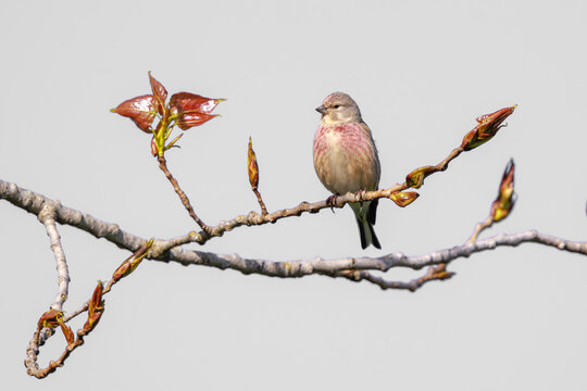 Linnet male bird, Carduelis cannabina singing during Springtime