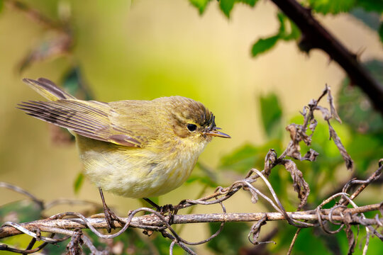 Common chiffchaff bird Phylloscopus collybita