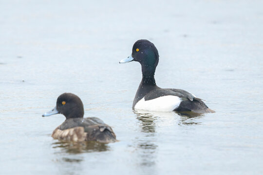 Tufted duck, Aythya fuligula, male and female