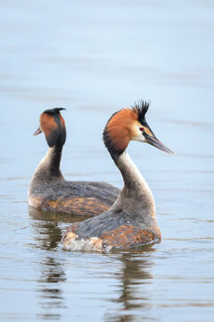 Great crested grebe Podiceps cristatus mating during Springtime
