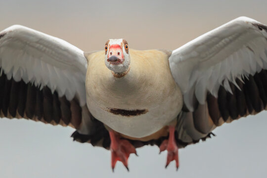 Egyptian goose Alopochen aegyptiacus flying