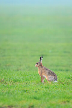 Wild European hare, lepus europaeus, sitting in grass