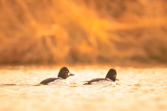 Closeup of a common goldeneye Bucephala clangula waterfowl courtship display behavior