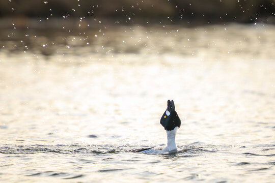 Closeup of a common goldeneye Bucephala clangula waterfowl courtship display behavior