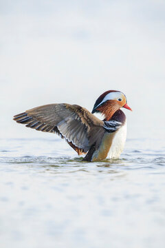 Mandarin duck, Aix galericulata, male