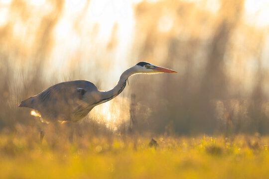 Grey heron, Ardea cinerea, hunting in a field