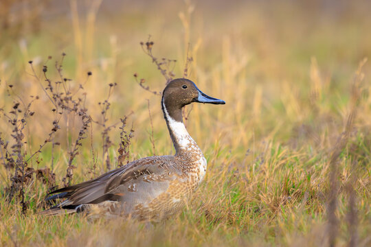 Anas acuta, Northern Pintailduck, foraging in a field