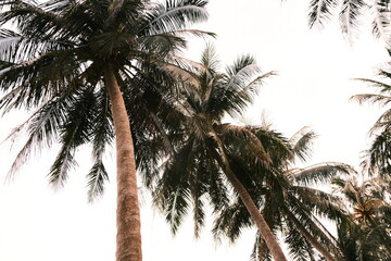 Tall coconut palm trees seen from below against a pale sky © Kai