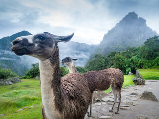 Alpacas in the ancient city of  Machu-Picchu eat sunrise, Cusco region, Peru © inigolaitxu