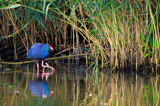 Purple swamphen or western swamphen, Porphyrio porphyrio, foraging
