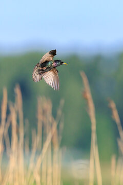 A flock of common starling birds Sturnus vulgaris migration in flight