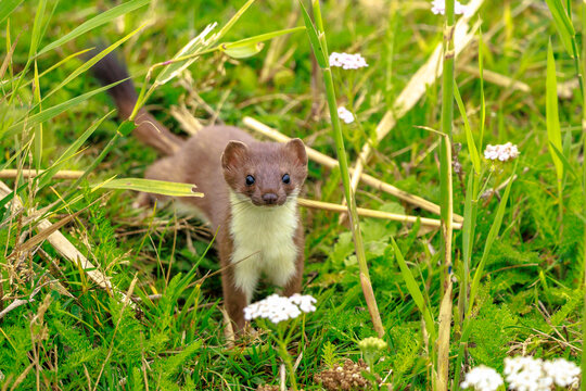 Stoat; mustela erminea; running hunting and jumping in grass