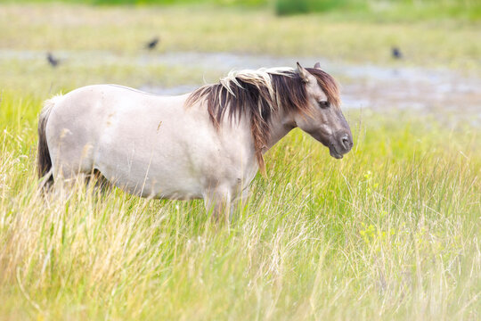 Konik or Polish Konik horse in a meadow