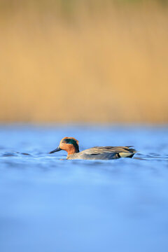 Swimming male eurasian teal, anas crecca, duck portrait