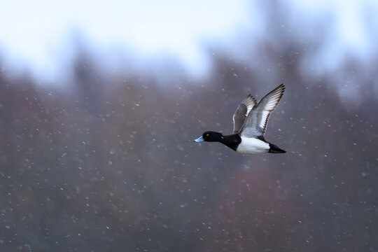Tufted duck, Aythya fuligula, in flight