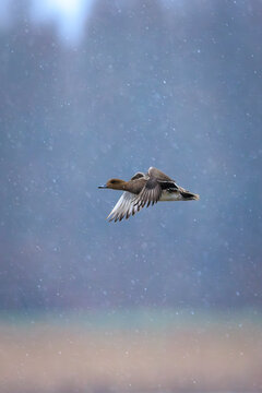 Female Eurasian wigeon Mareca penelope flying