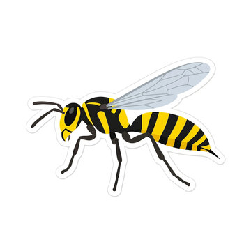 Yellow and black wasp sticker illustration featuring translucent wings and sharp stinger for educational biological charts or outdoor safety awareness materials.
