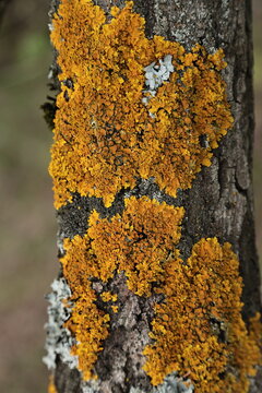Orange Lichen Growing on Tree Bark Texture